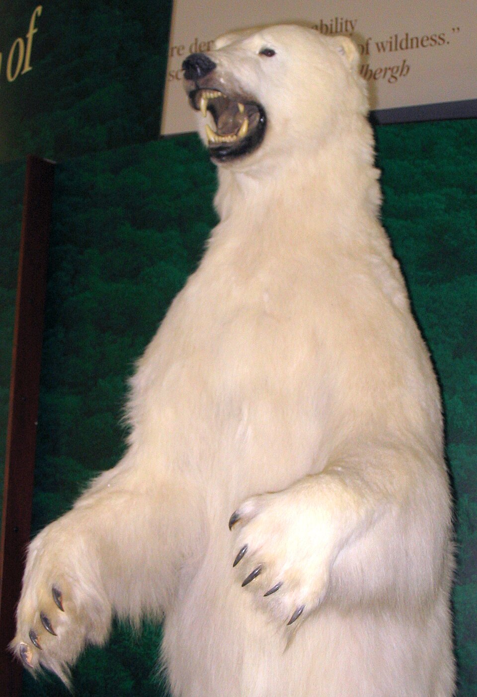 Чучело белого медведя в Patuxent Wildlife Research Center