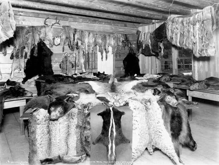 Мастерская таксидермии, Stehekin, 1907